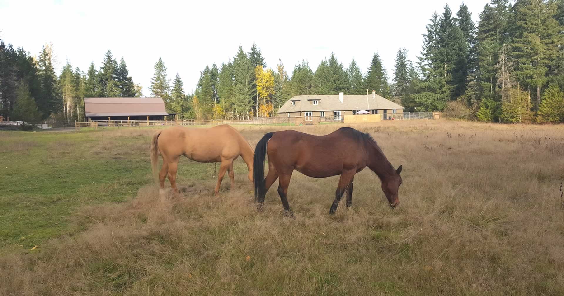Horses grazing in the pasture at JJ’s Place