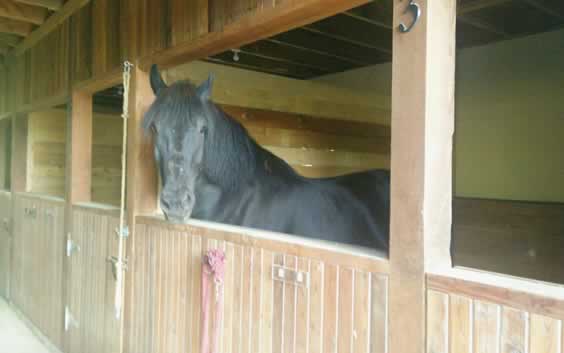 Boarding facilities at JJ’s Place