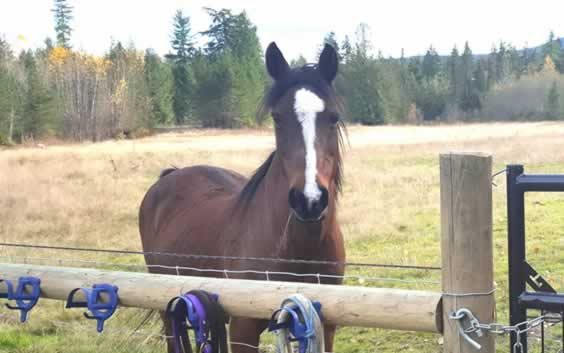 Aging and Retired Horse Boarding Aging and Retired Horse Boarding