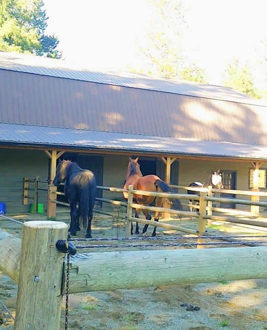 Three Horses in Paddocks Three Horses Undergoing Rehab
